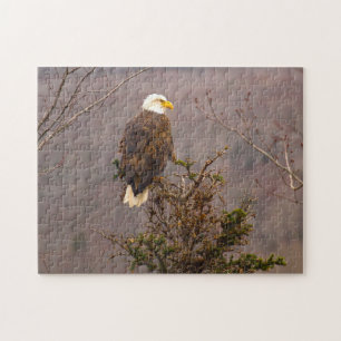 Bald Eagle Nova Scotia Kanada. Puzzle