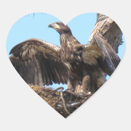 Bald Eagle Open Wings Stickers (Vorderseite)