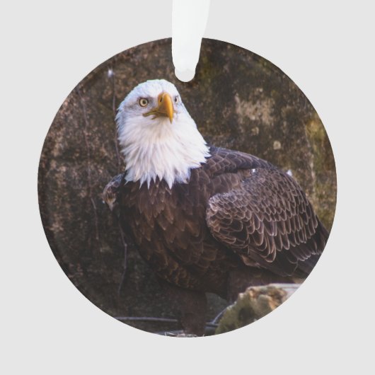 Bald Eagle Ornament (Vorderseite)