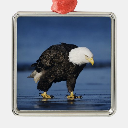 Bald Eagle Ornament Aus Metall (Vorne)
