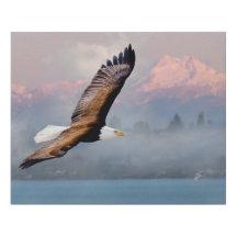 Bald Eagle Over Olympia, Lake Washington Fine Art