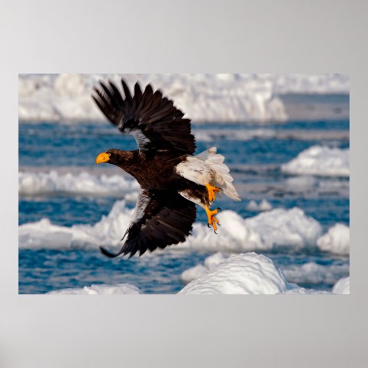 Bald Eagle Over Snow Poster (Vorne)