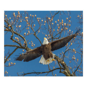 Bald Eagle Overhead Fotodruck