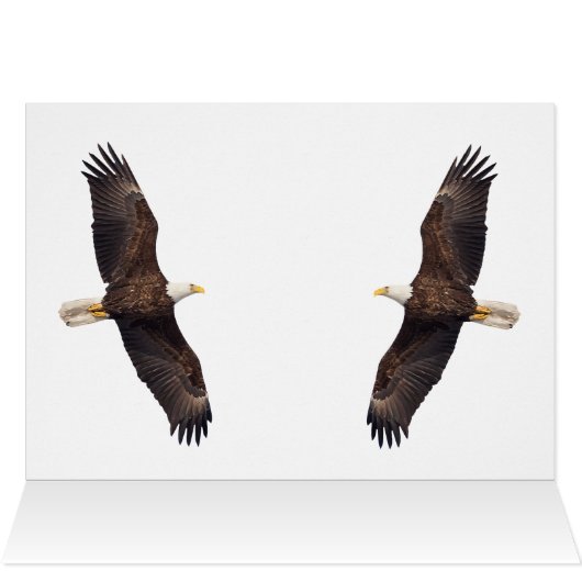 Bald Eagle Pair (Innenansicht Horizontal (Oben))