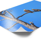 Bald Eagle Pair bei Money Bayou, Florida Fotodruck (Ecke)