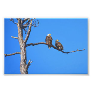 Bald Eagle Pair bei Money Bayou, Florida Fotodruck