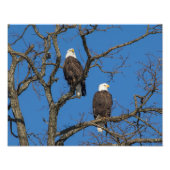 Bald Eagle Pair Fotodruck (Vorne)