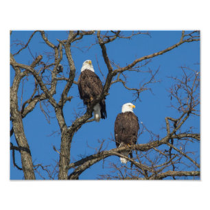 Bald Eagle Pair Fotodruck