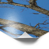 Bald Eagle Pair Fotodruck (Ecke)