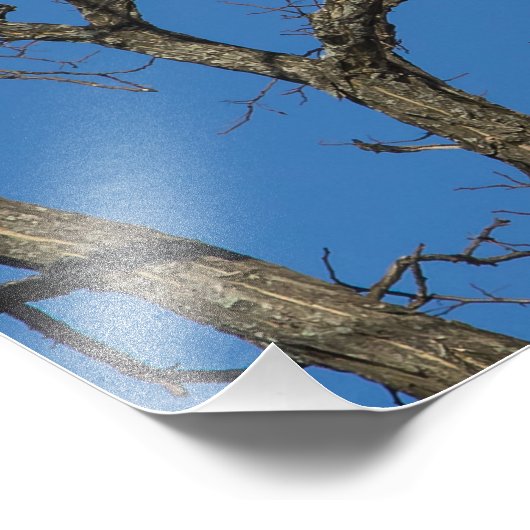 Bald Eagle Pair Fotodruck (Ecke)