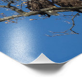 Bald Eagle Pair Fotodruck (Ecke)