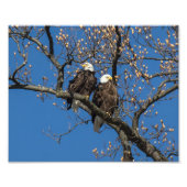 Bald Eagle Pair Fotodruck (Vorne)