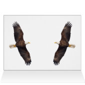 Bald Eagle Pair in Tree (Innenansicht Horizontal (Oben))