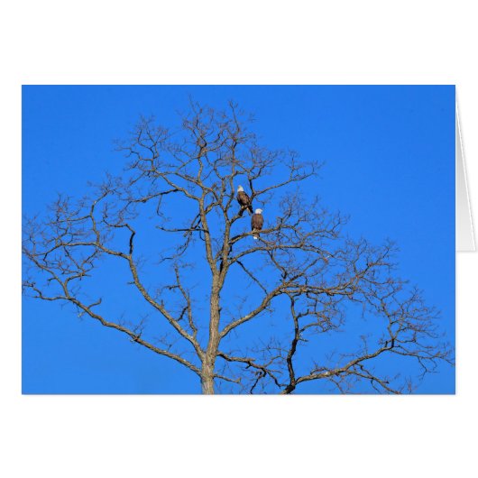 Bald Eagle Pair in Tree (Vorderseite (Horizontal))
