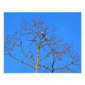 Bald Eagle Pair in Tree Fotodruck (Vorne)