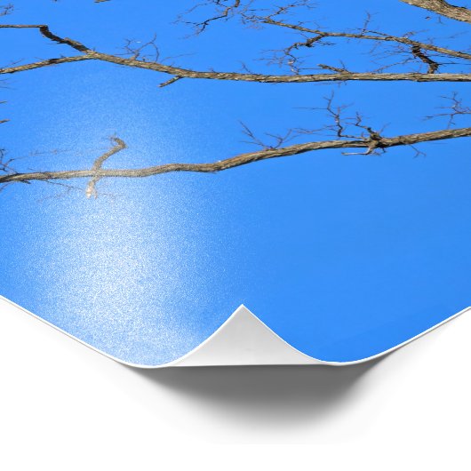 Bald Eagle Pair in Tree Fotodruck (Ecke)