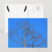 Bald Eagle Pair in Tree Postkarte (Vorne/Hinten)