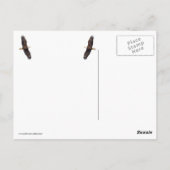 Bald Eagle Pair in Tree Postkarte (Rückseite)