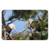 Bald Eagle Pair neigt zum Nest Magnet (Horizontal)