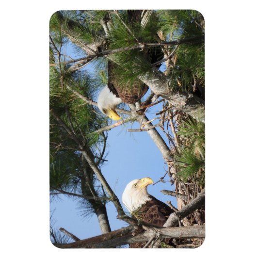 Bald Eagle Pair neigt zum Nest Magnet (Vertikal)