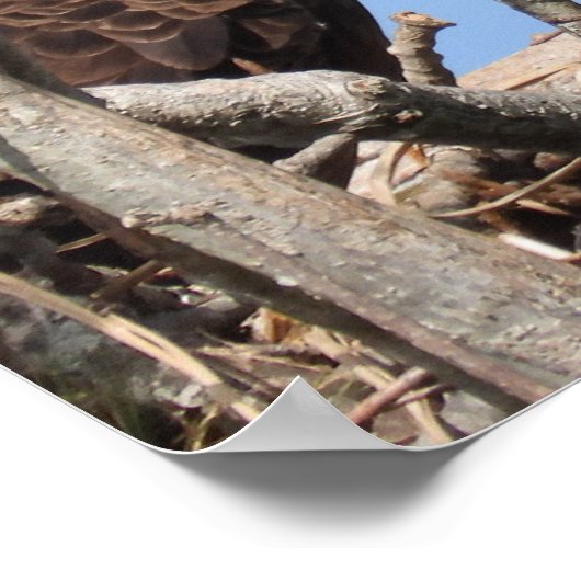 Bald Eagle Pair neigt zum Nest Poster (Ecke)