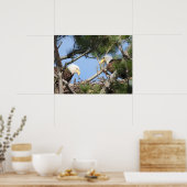 Bald Eagle Pair neigt zum Nest Poster (Küche)