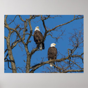 Bald Eagle Pair Poster