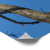 Bald Eagle Pair Poster (Ecke)