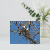 Bald Eagle Pair Postkarte (Stehend Vorderseite)