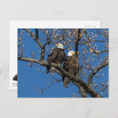 Bald Eagle Pair Postkarte (Vorne/Hinten)