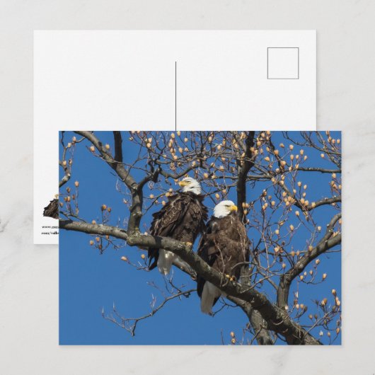 Bald Eagle Pair Postkarte (Vorne/Hinten)