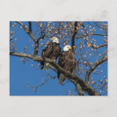 Bald Eagle Pair Postkarte (Vorderseite)