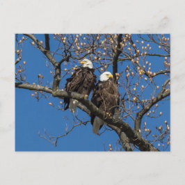 Bald Eagle Pair Postkarte