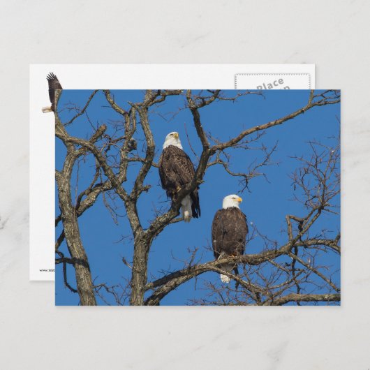 Bald Eagle Pair Postkarte (Vorne/Hinten)