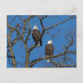 Bald Eagle Pair Postkarte (Vorderseite)