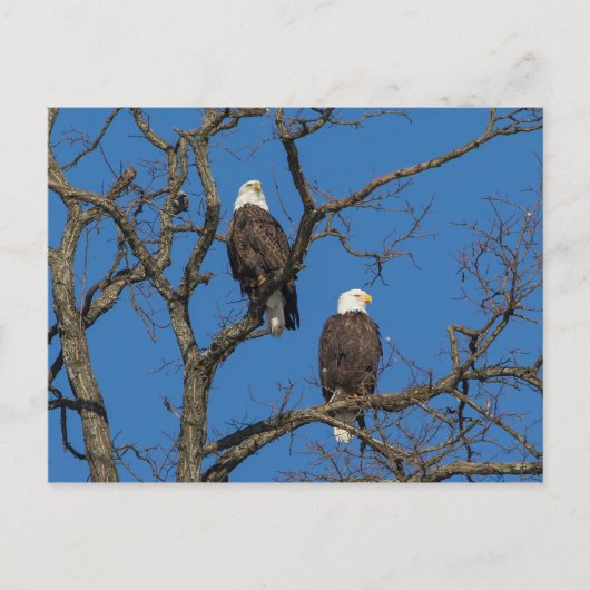 Bald Eagle Pair Postkarte (Vorderseite)