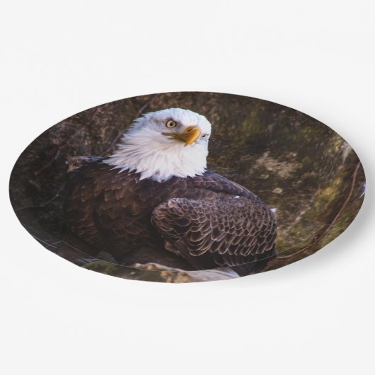 Bald Eagle Pappteller (Schrägansicht)
