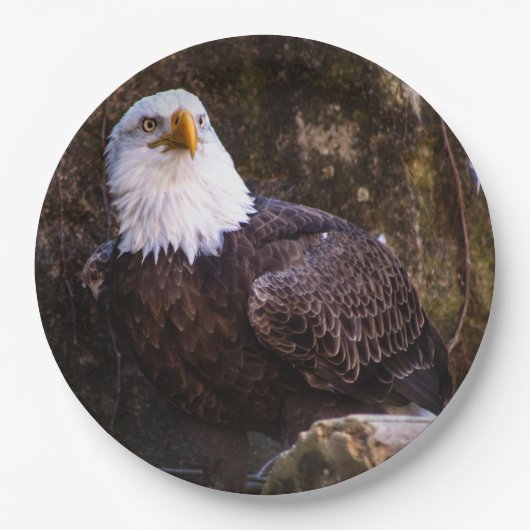 Bald Eagle Pappteller (Vorderseite)