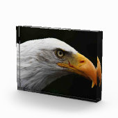 Bald Eagle pbcna Fotoblock (Rechts)