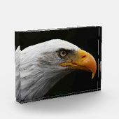 Bald Eagle pbcna Fotoblock (Links)