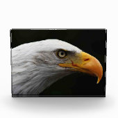Bald Eagle pbcnm Fotoblock (Vorderseite)