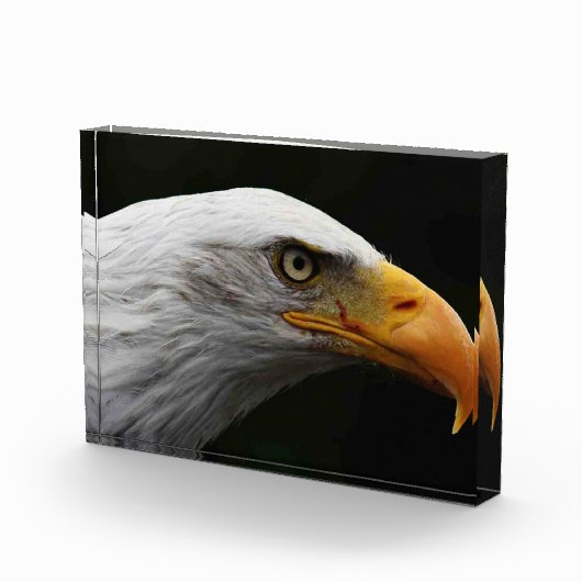 Bald Eagle pbcnm Fotoblock (Rechts)