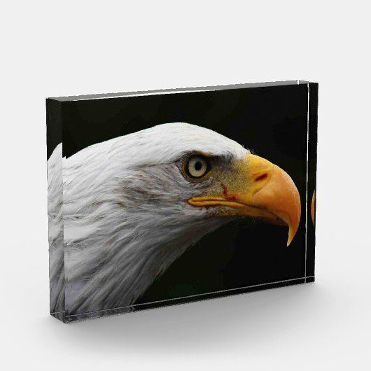 Bald Eagle pbcnm Fotoblock (Links)