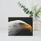 Bald Eagle pccna Postkarte (Stehend Vorderseite)