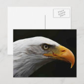 Bald Eagle pccna Postkarte (Vorne/Hinten)