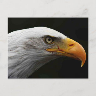 Bald Eagle pccna Postkarte
