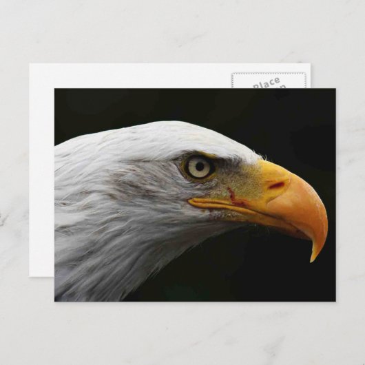 Bald Eagle pccnm Postkarte (Vorne/Hinten)