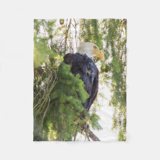 Bald Eagle perches in Douglas Fir Fleecedecke (Vorderseite)