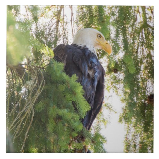 Bald Eagle perches in Douglas Fir Fliese (Vorderseite)
