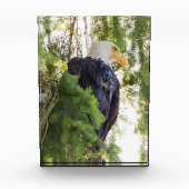Bald Eagle perches in Douglas Fir Fotoblock (Vorderseite)
